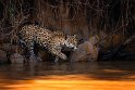 065 Noord Pantanal, jaguar